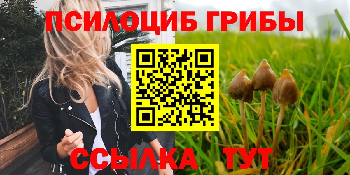 Псилоцибиновые грибы Psilocybe Минусинск